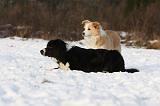BORDER COLLIE 1150